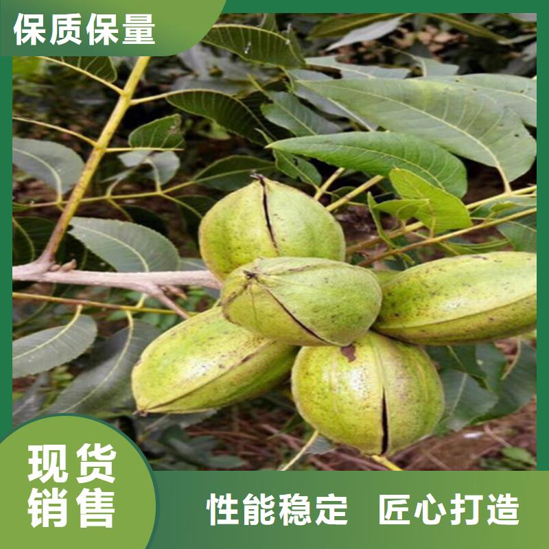 核桃苗果树苗批发基地产品实拍