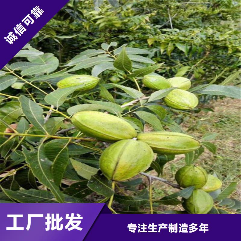 核桃苗果樹苗廠家直營