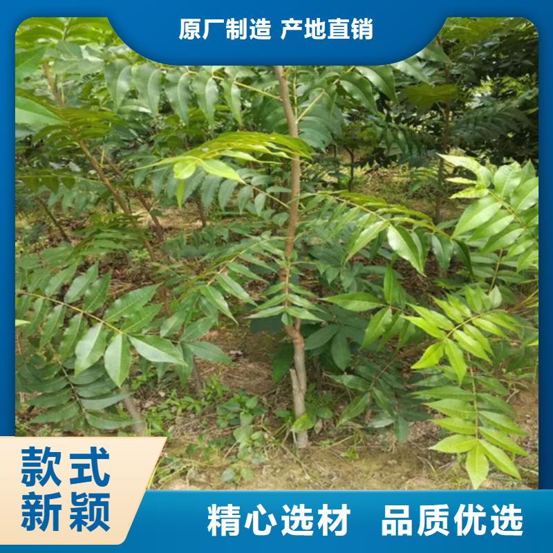 核桃苗,梨树苗源头厂家来图定制