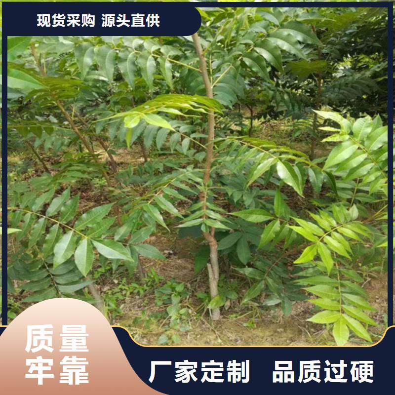 核桃苗櫻桃苗售后無憂