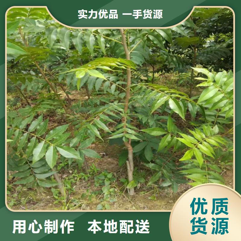 核桃苗-西梅树苗源头把关放心选购