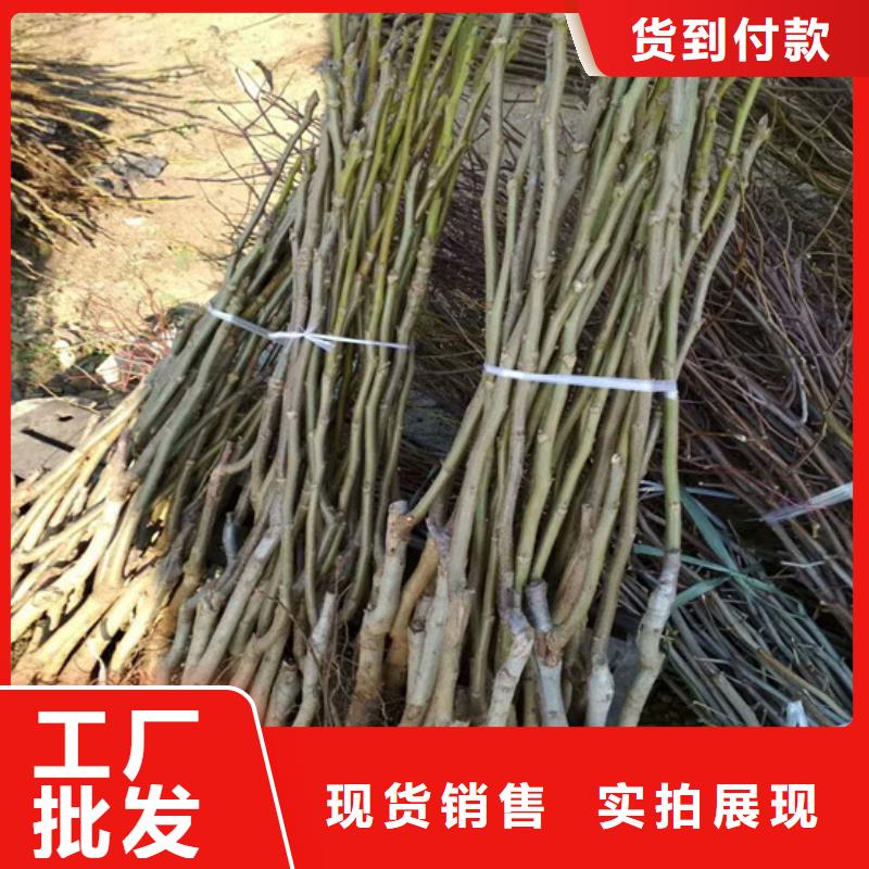 核桃苗蘋果苗基地?zé)o中間商廠家直銷