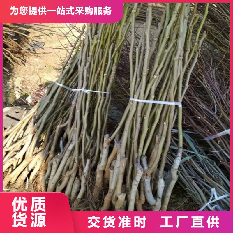 核桃苗珍珠棗油桃樹苗供貨及時(shí)