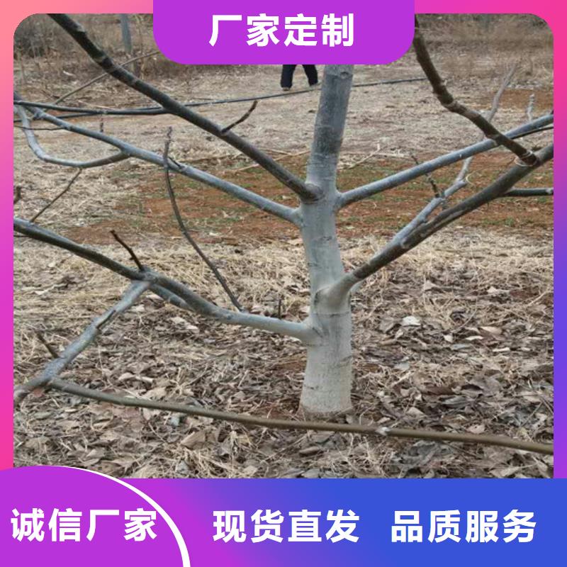 核桃苗吉塞拉6号砧木拥有多家成功案例