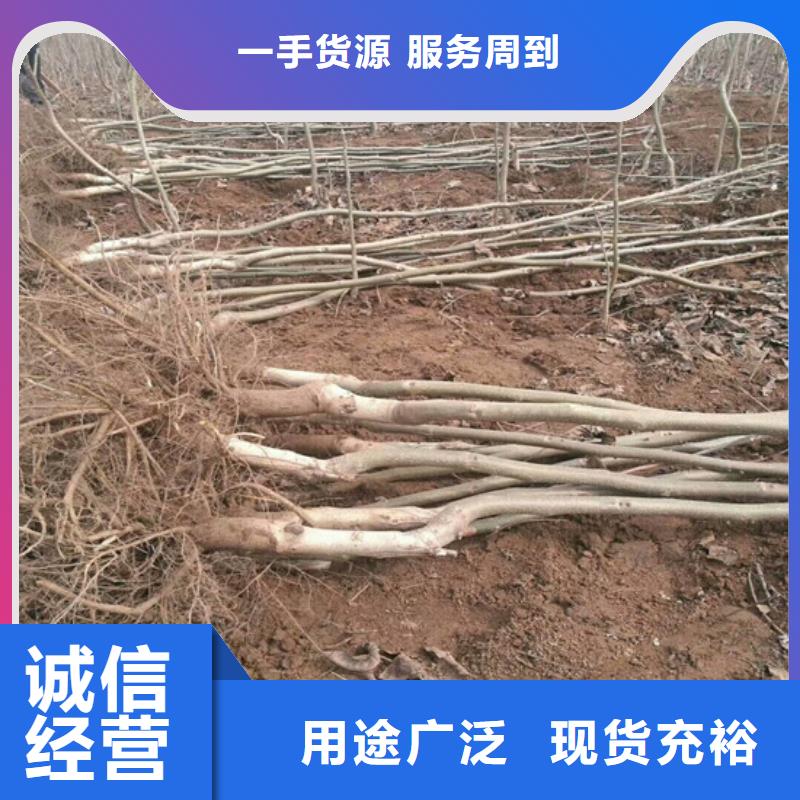 核桃苗櫻桃苗售后無(wú)憂(yōu)