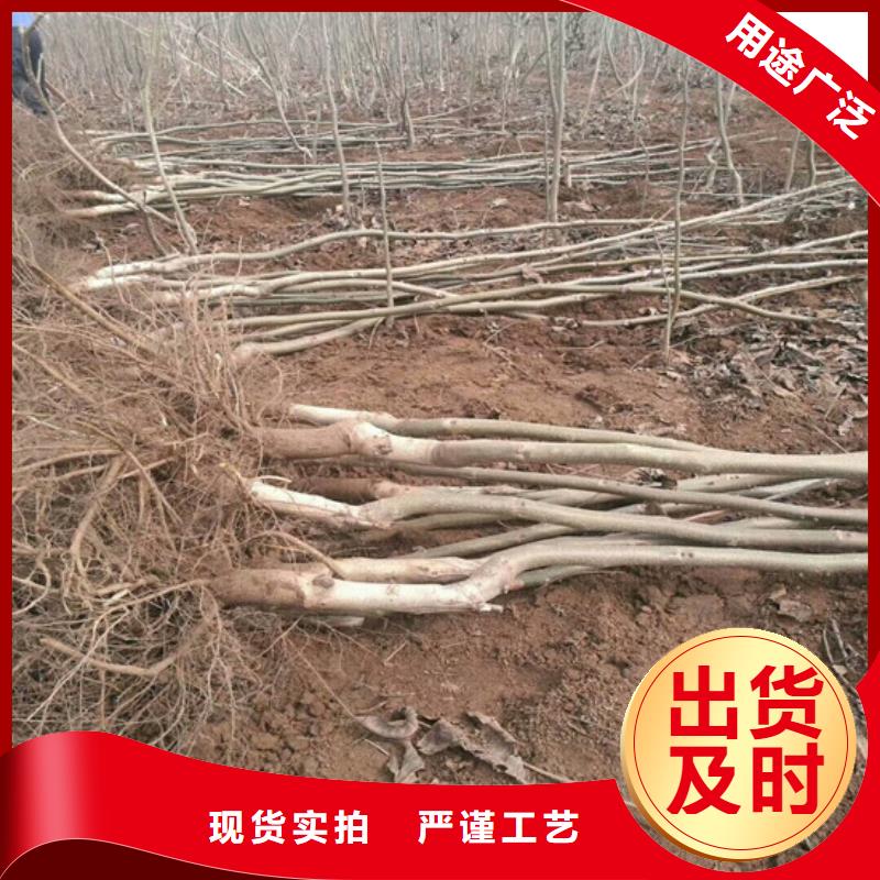 核桃苗无花果树苗品质服务