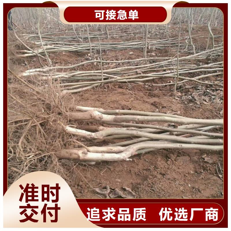 核桃苗,果樹苗研發(fā)生產(chǎn)銷售