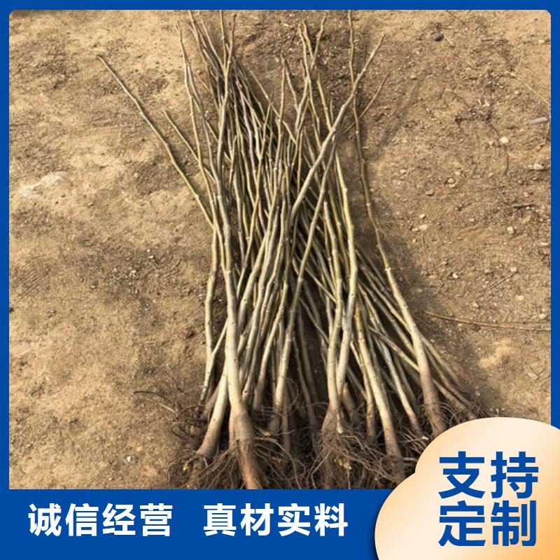 核桃苗吉塞拉6號(hào)砧木擁有多家成功案例
