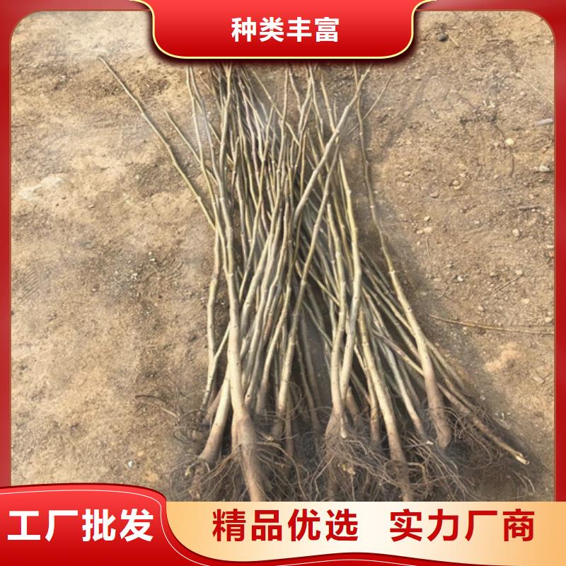 核桃苗_青蘋果樹苗型號(hào)全價(jià)格低