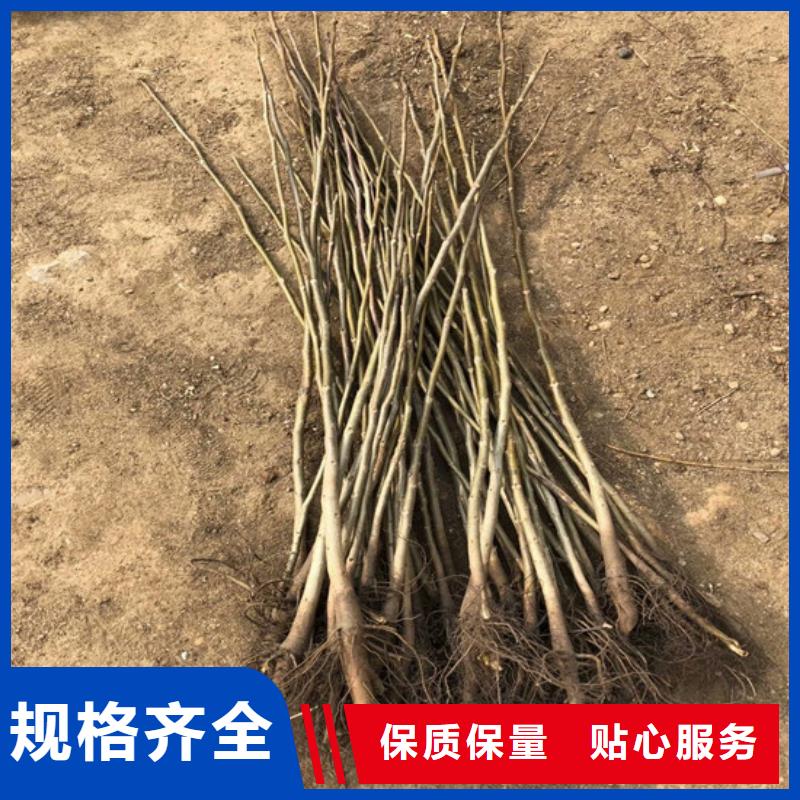 核桃苗草莓苗價格專業(yè)信賴廠家