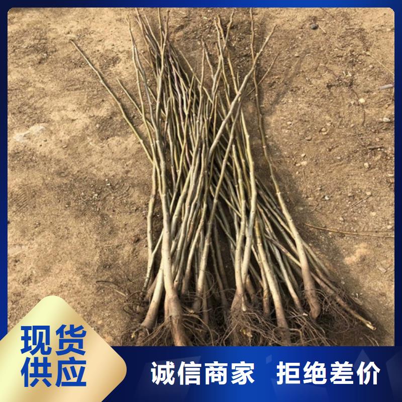核桃苗樱桃苗优质工艺