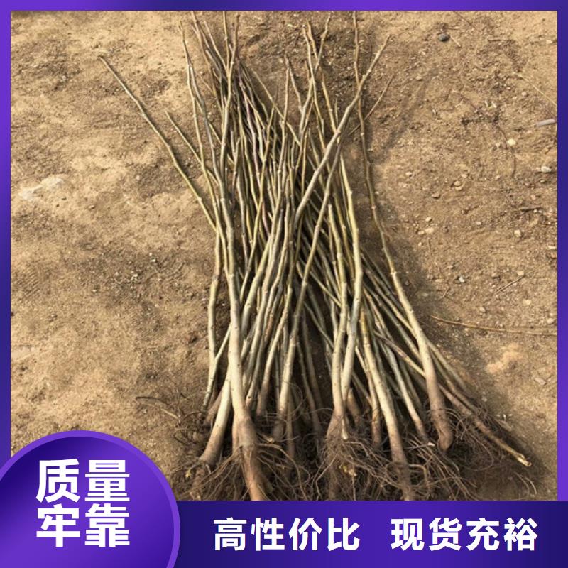 核桃苗,葡萄苗基地生产经验丰富