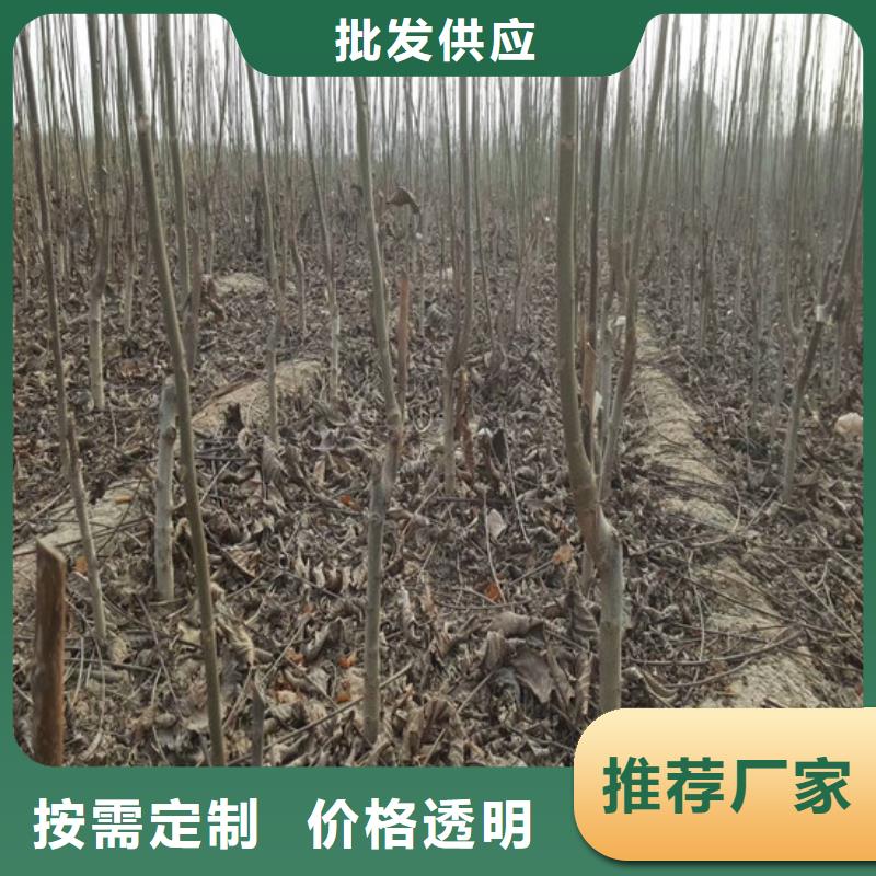 核桃苗,葡萄苗基地生产经验丰富