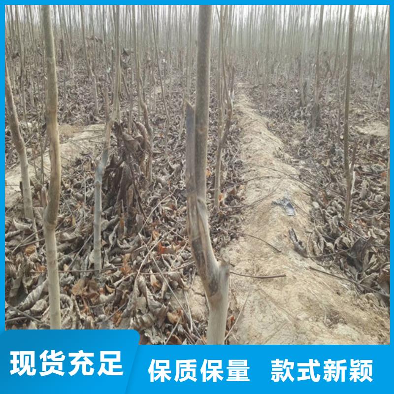 核桃苗黄金苹果树苗基地工程施工案例