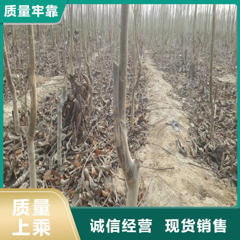 核桃苗-西梅樹(shù)苗源頭把關(guān)放心選購(gòu)
