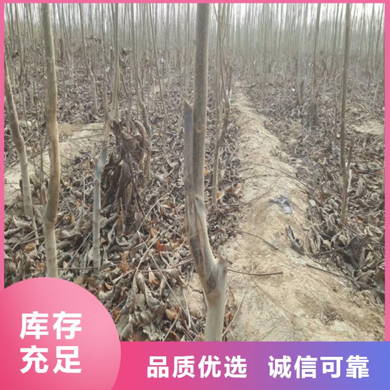 核桃苗梨樹苗基地歡迎來(lái)廠考察