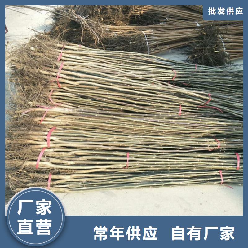 核桃苗紅蜜桃樹苗大品牌值得信賴