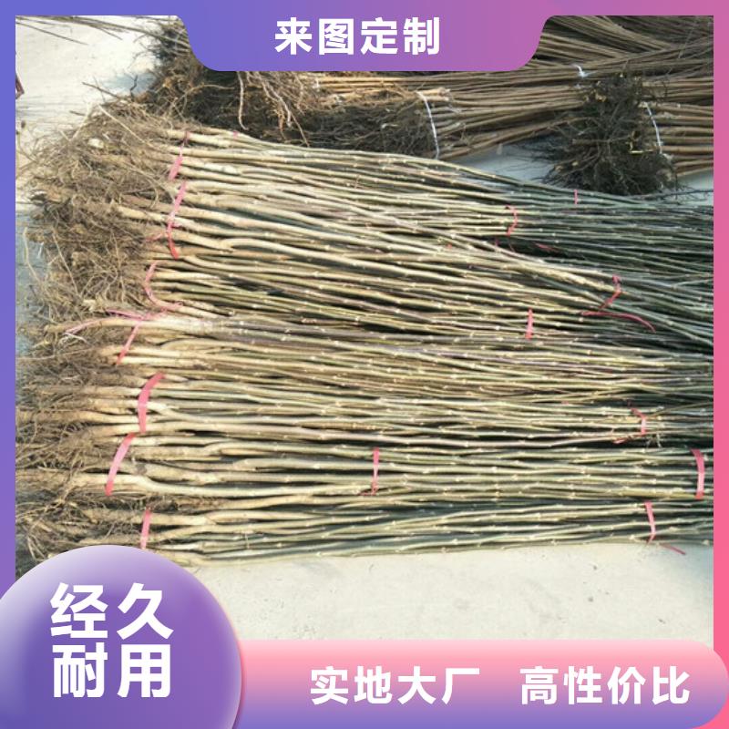 核桃苗吉塞拉6号砧木拥有多家成功案例
