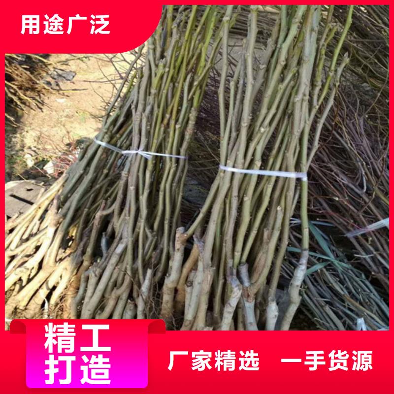 核桃苗花椒樹苗來圖定制量大從優(yōu)
