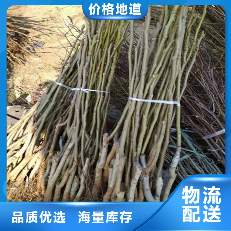 核桃苗大棚草莓苗生產(chǎn)安裝