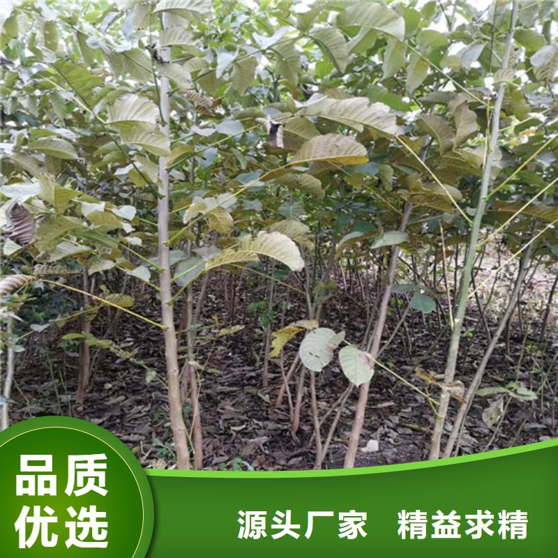 核桃苗胭脂脆桃樹苗今日價格