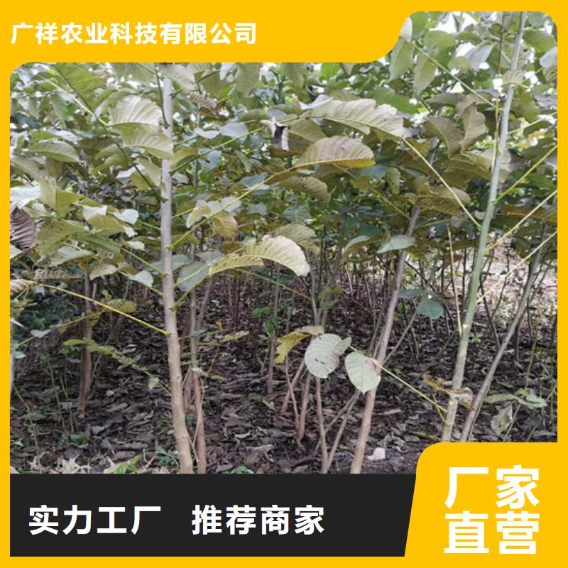 核桃苗毛蟠桃樹(shù)苗基地訂制批發(fā)