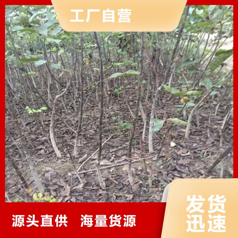 核桃苗草莓苗價格實力派廠家