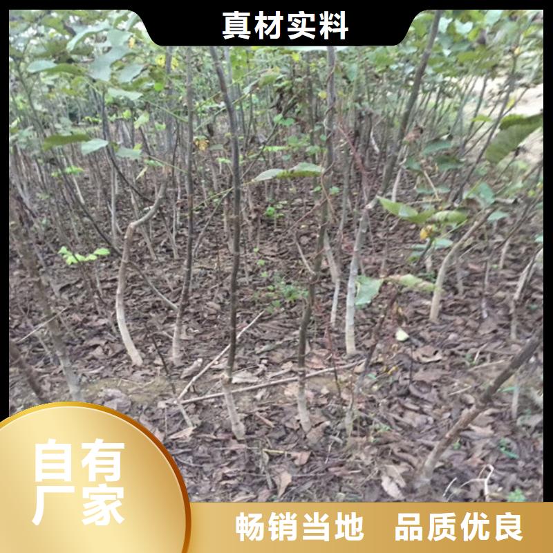 核桃苗果树苗批发基地详细参数