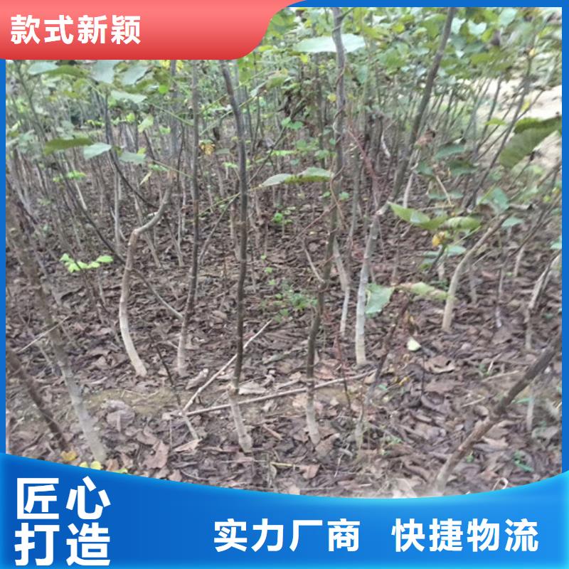 核桃苗葡萄苗生产加工
