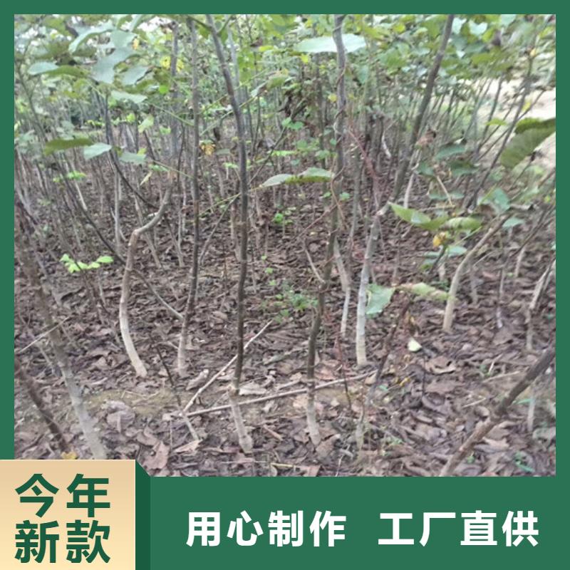 【核桃苗】果树苗可放心采购