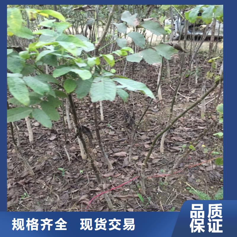 核桃苗_梨樹苗一對一為您服務