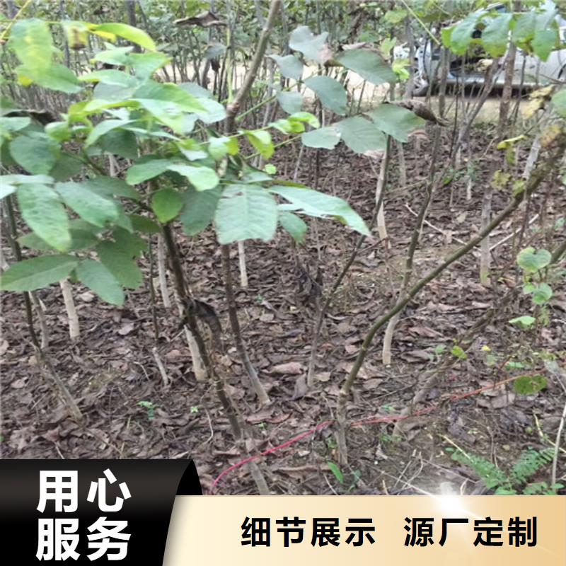 核桃苗櫻桃苗售后無(wú)憂(yōu)