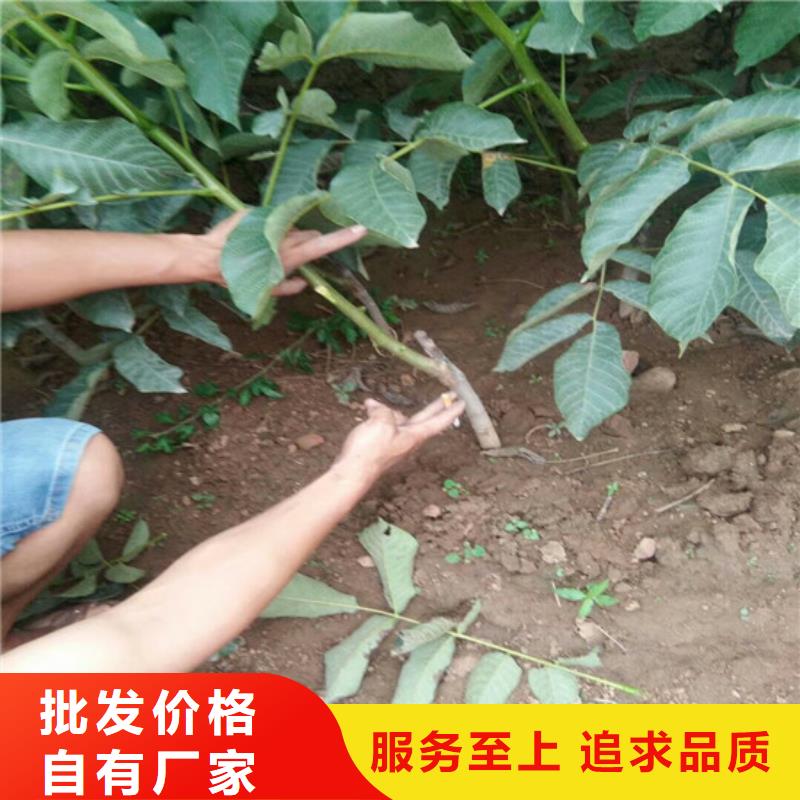 核桃苗櫻桃苗實(shí)體廠家