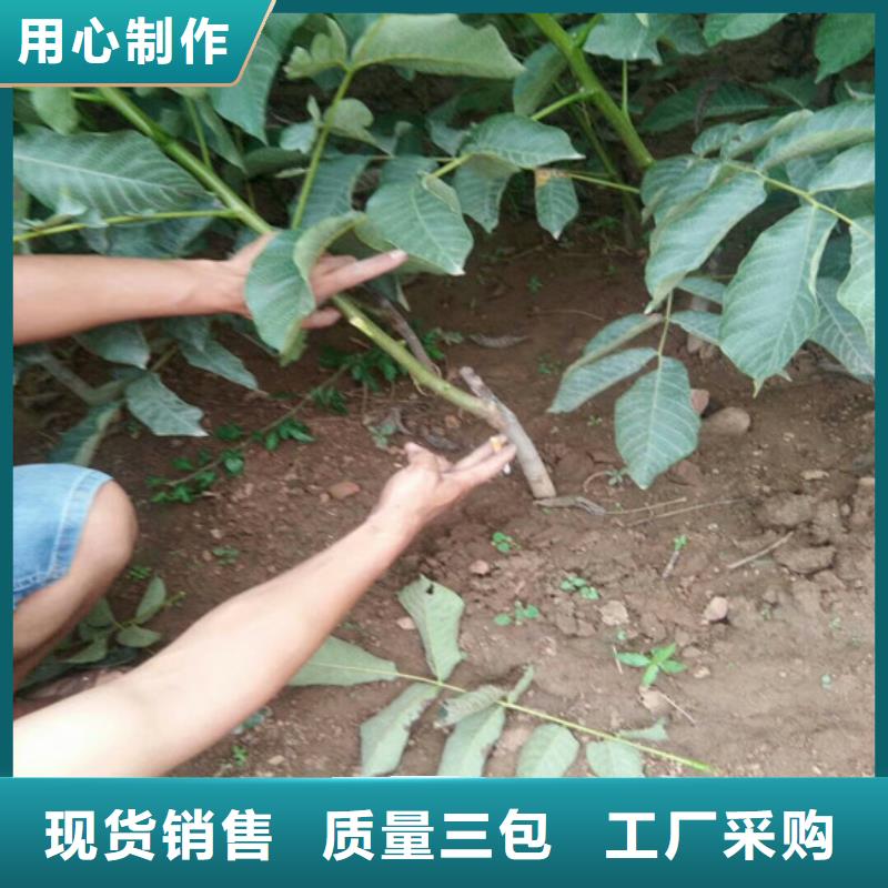 核桃苗_香椿树苗质保一年