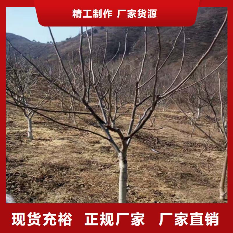 核桃苗果树苗厂家直营