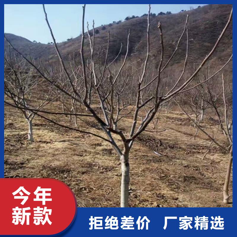 核桃苗果樹苗廠家直營
