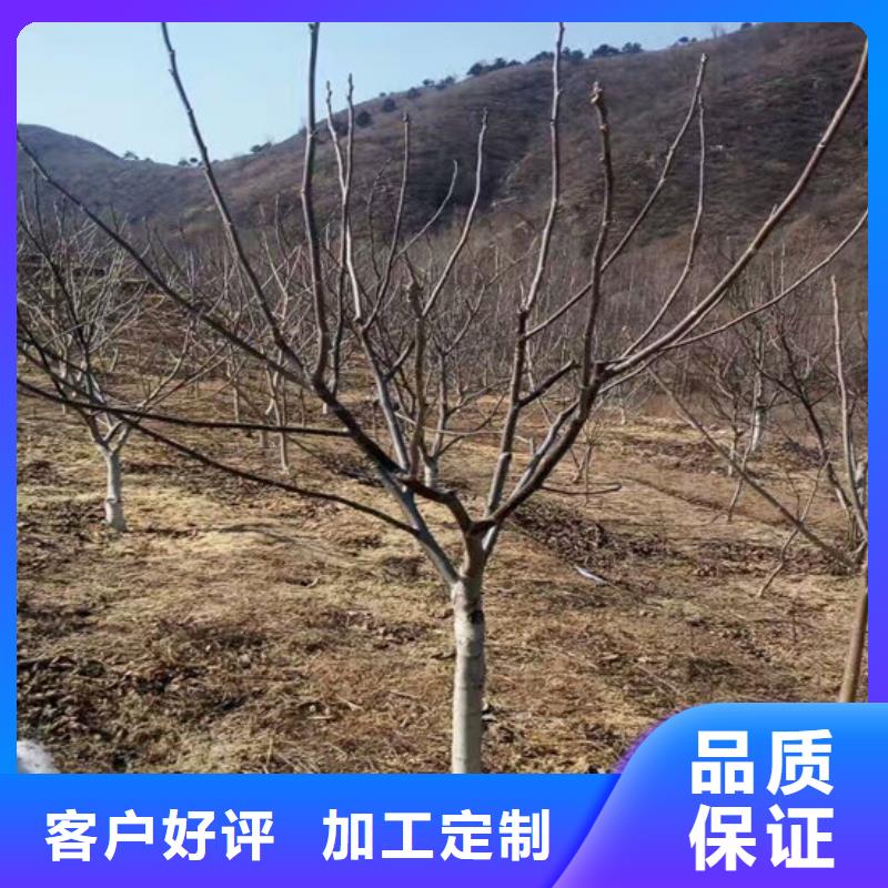 核桃苗蘋果苗產(chǎn)地直供