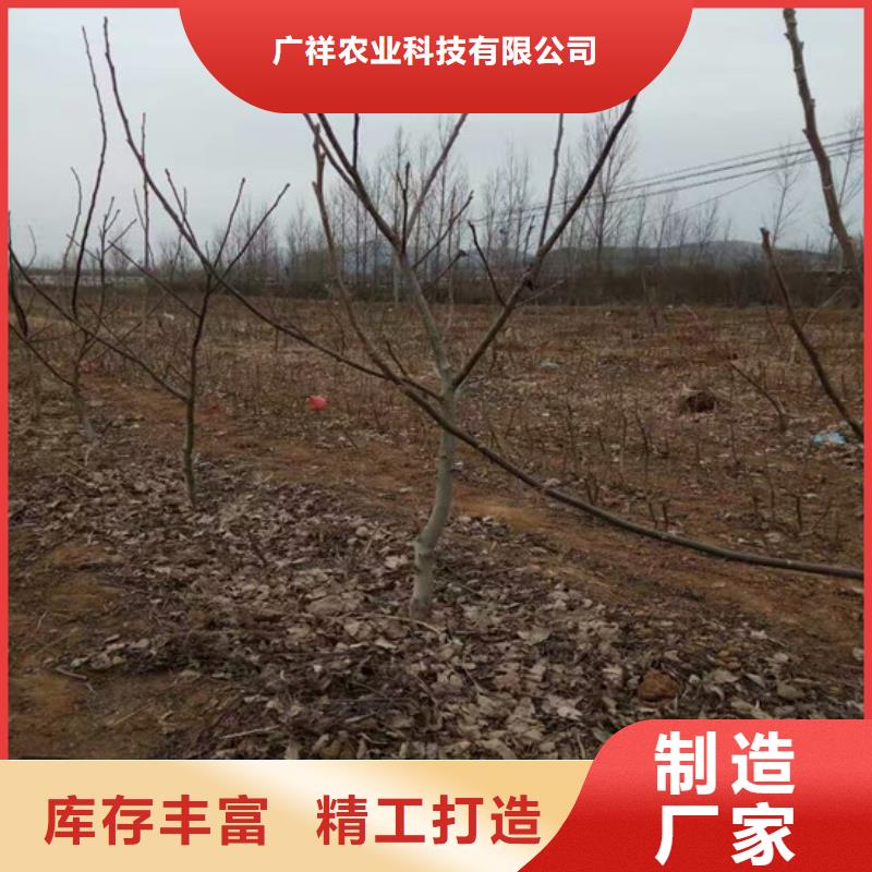 核桃苗櫻桃苗售后無憂