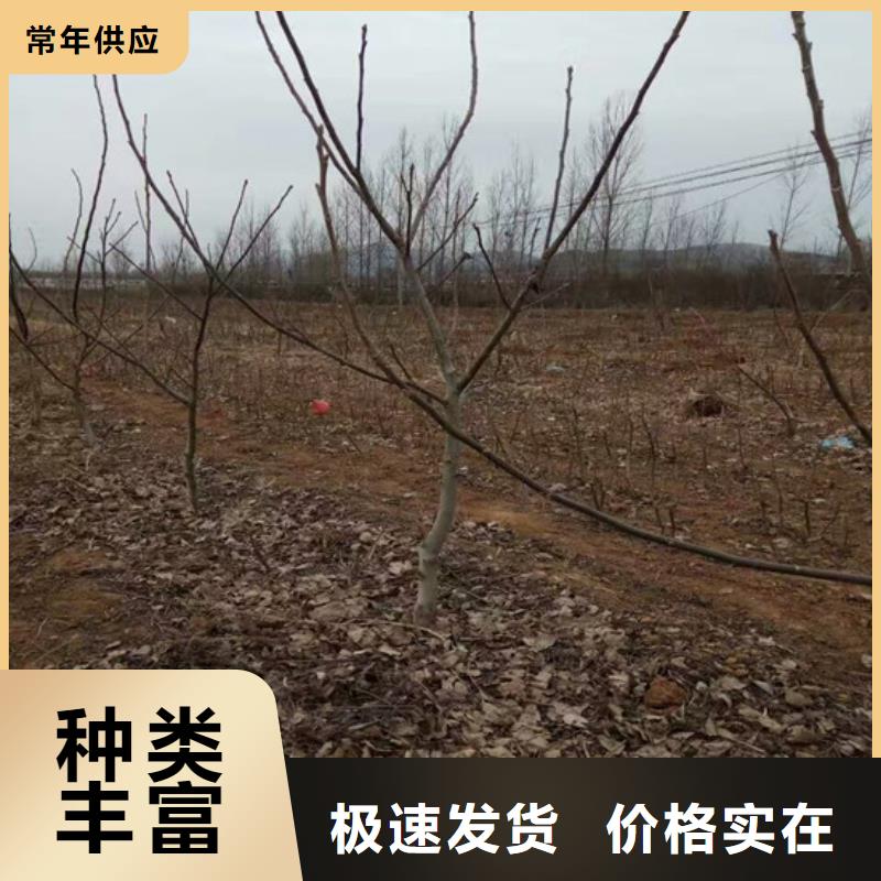 核桃苗櫻桃苗實(shí)體廠家