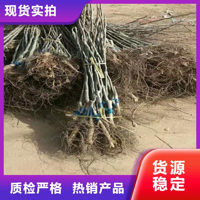 核桃苗毛蟠桃樹苗基地訂制批發(fā)