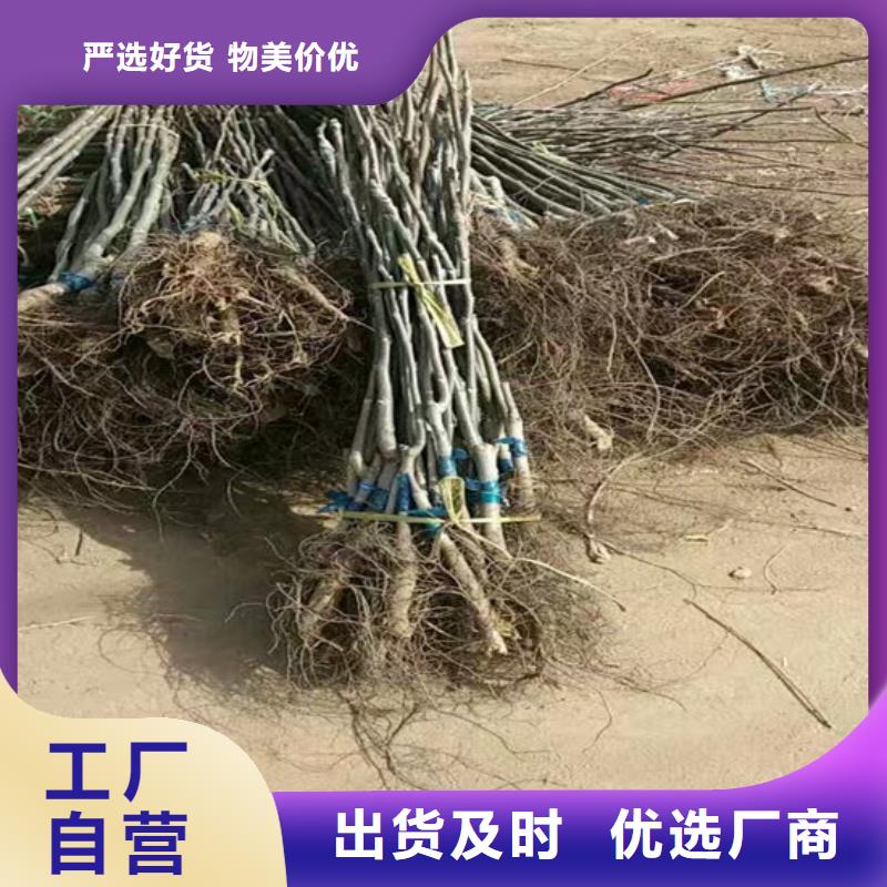 核桃苗紅蜜桃樹苗大品牌值得信賴