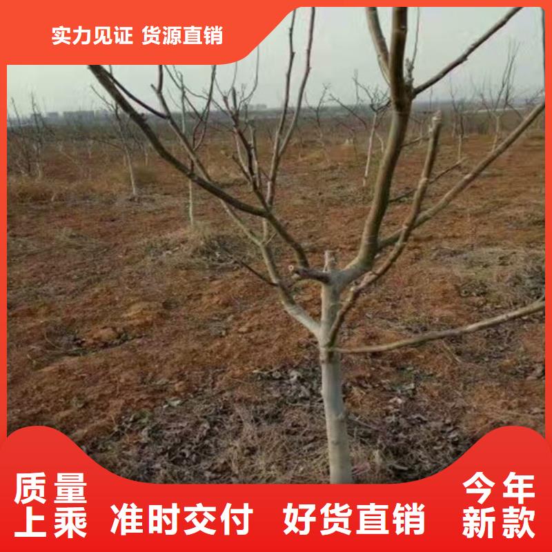核桃苗果樹苗廠家直營