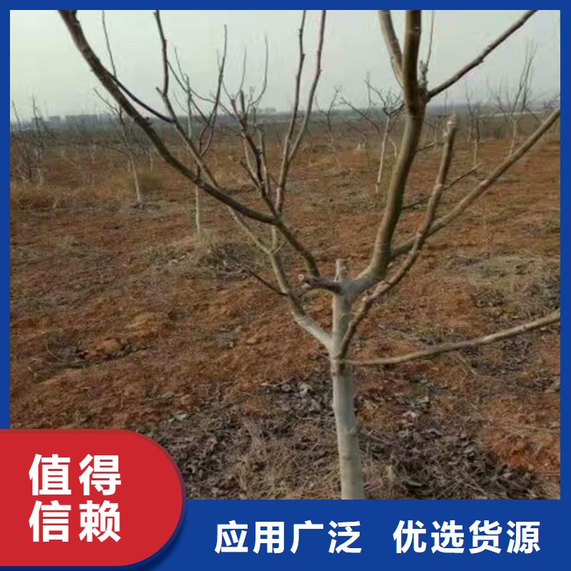 核桃苗蘋(píng)果苗行業(yè)優(yōu)選