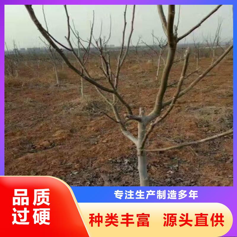 核桃苗櫻桃苗快速生產(chǎn)