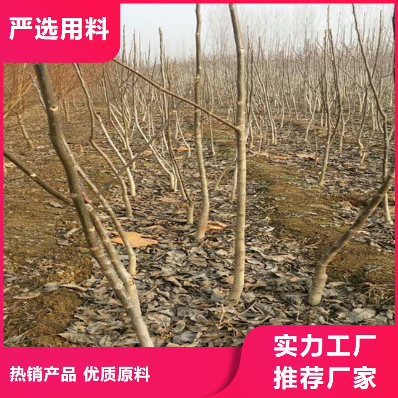 核桃苗草莓苗價(jià)格實(shí)力派廠家