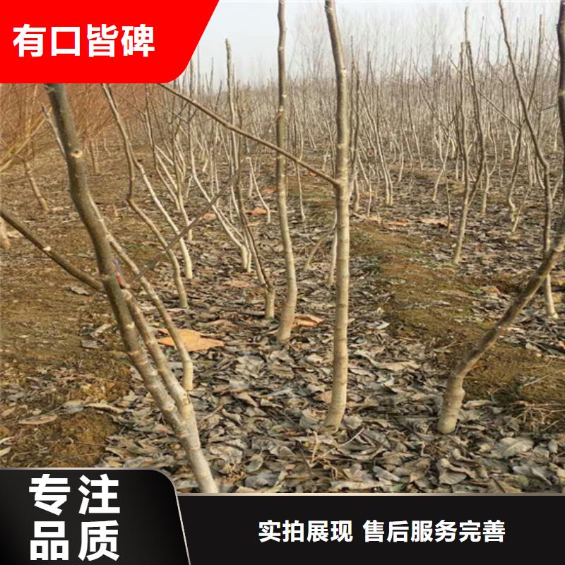 核桃苗,果樹苗研發(fā)生產(chǎn)銷售