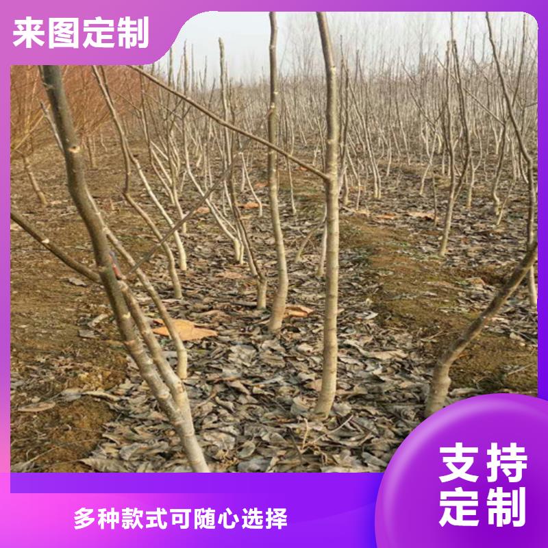核桃苗_香椿树苗质保一年