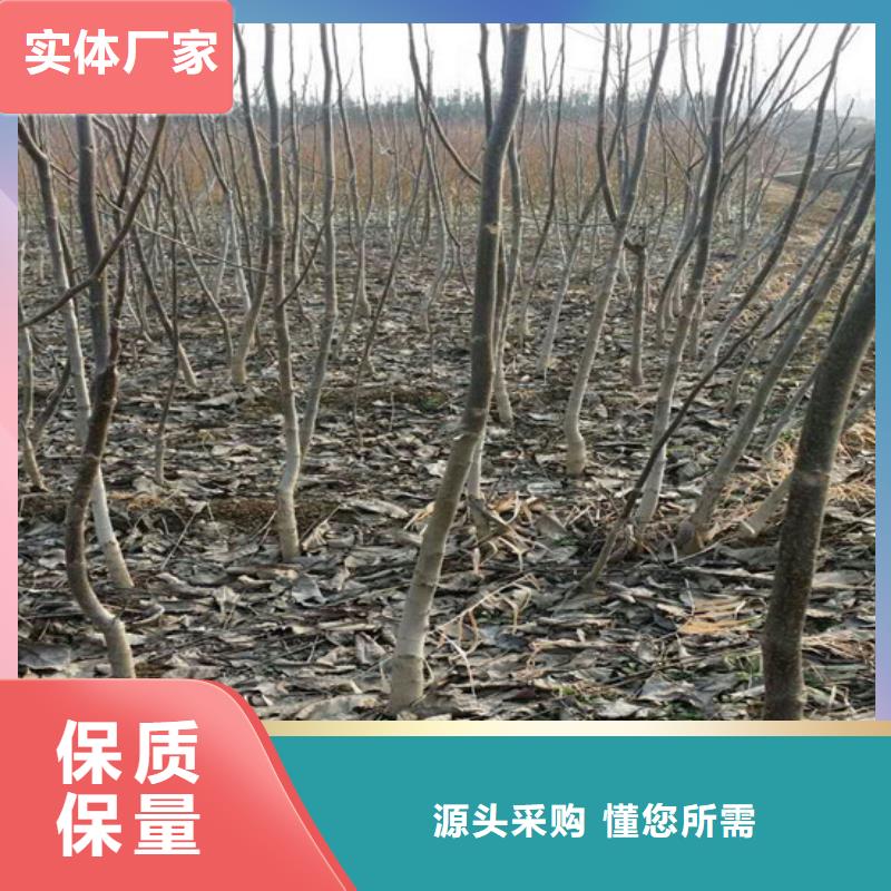 核桃苗果树苗厂家直营