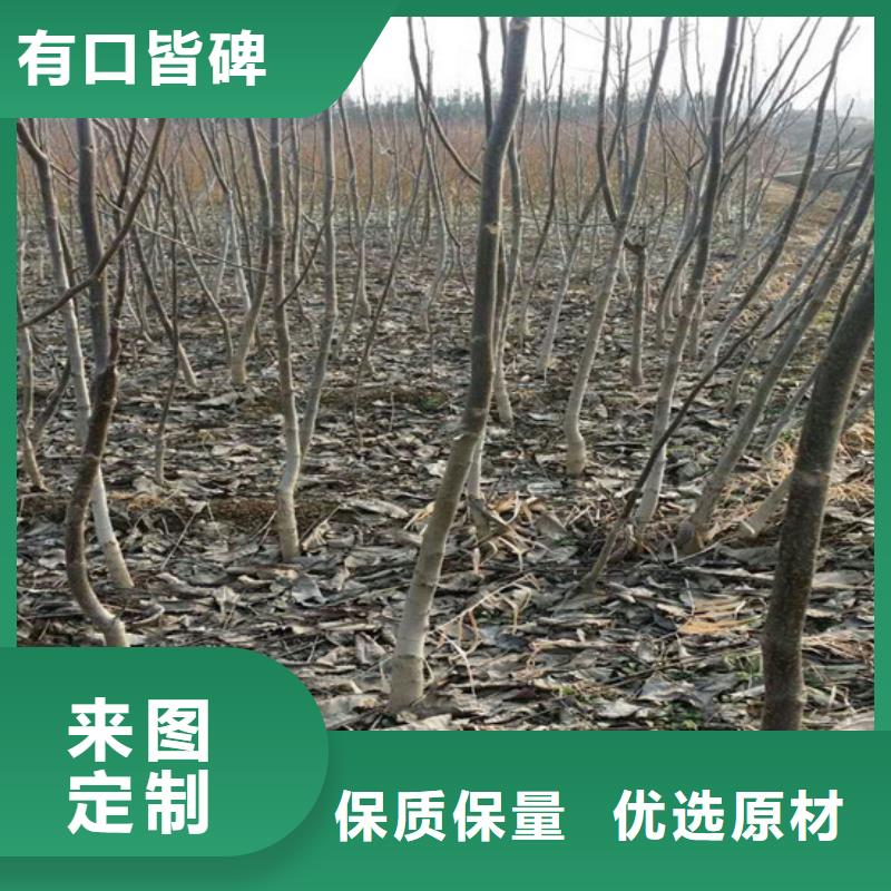 核桃苗葡萄苗生产加工