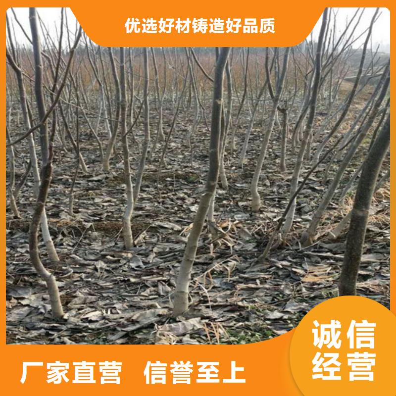 核桃苗藍(lán)寶石葡萄苗多年經(jīng)驗(yàn)值得信賴
